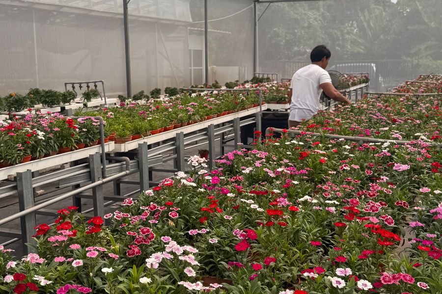 A nursery greenhouse full of flowers in bloom
