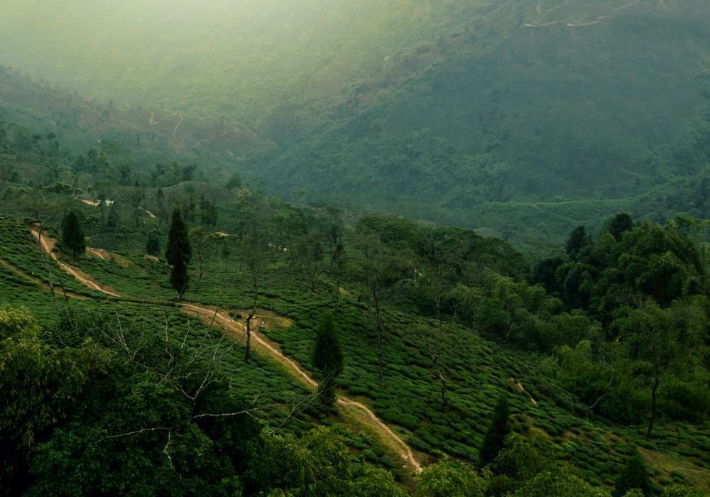 Tea gardens running down a Darjeeling hillside