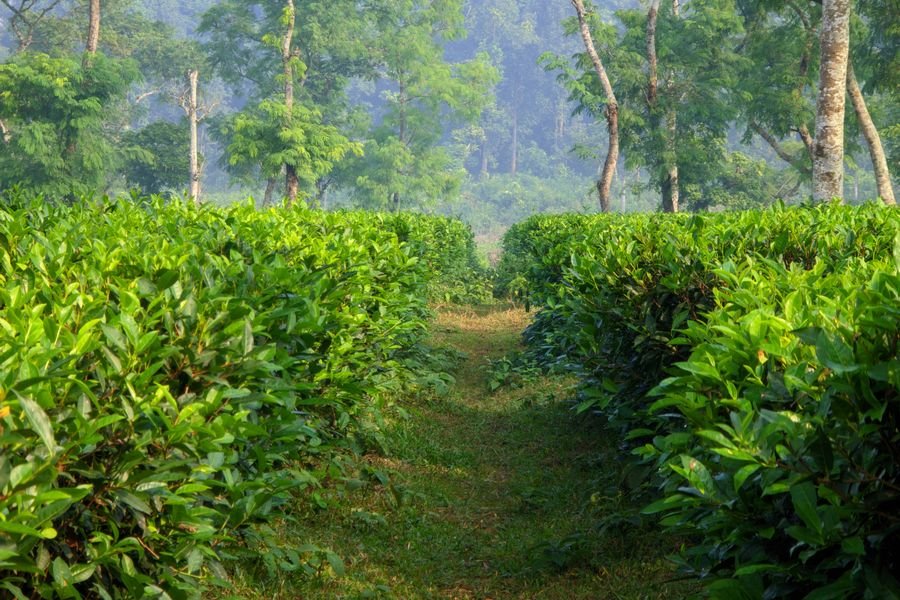 Rows of tea bushes in close-up
