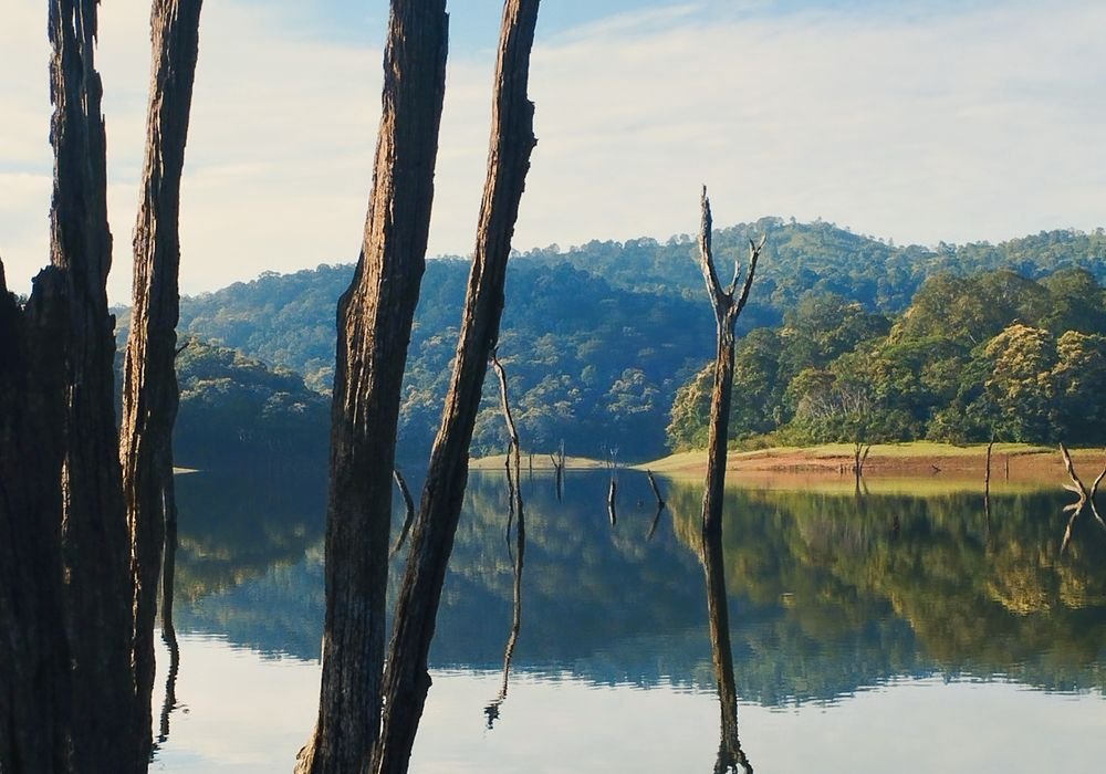 Dead standing trees in the lake at Periyar
