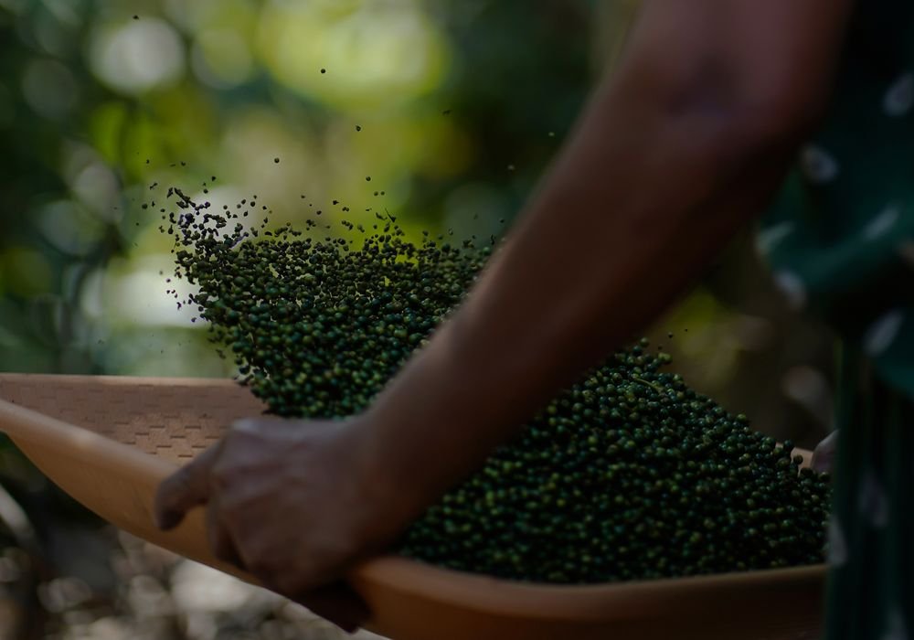 Green peppercorns being handled on a spice plantation