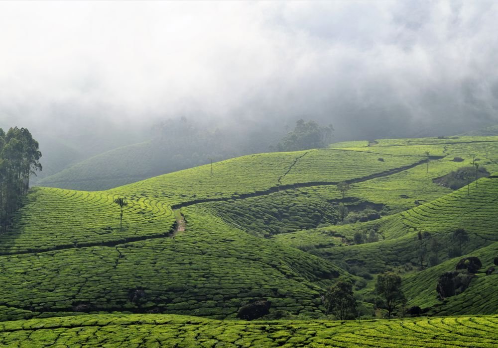 Tea-covered hills under low cloud