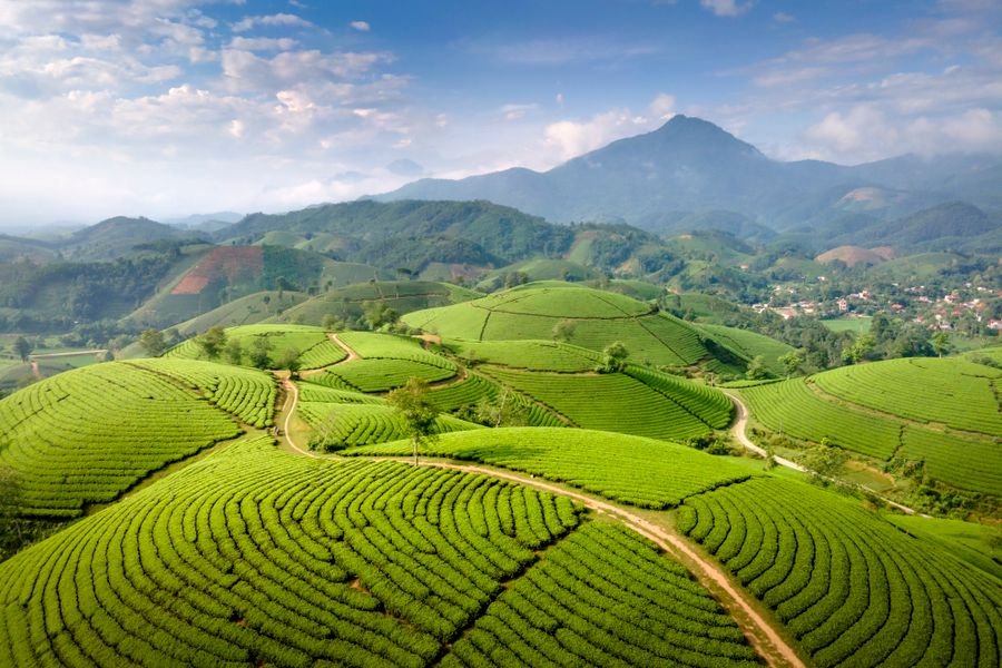 Rows of tea bushes running over the hillsides