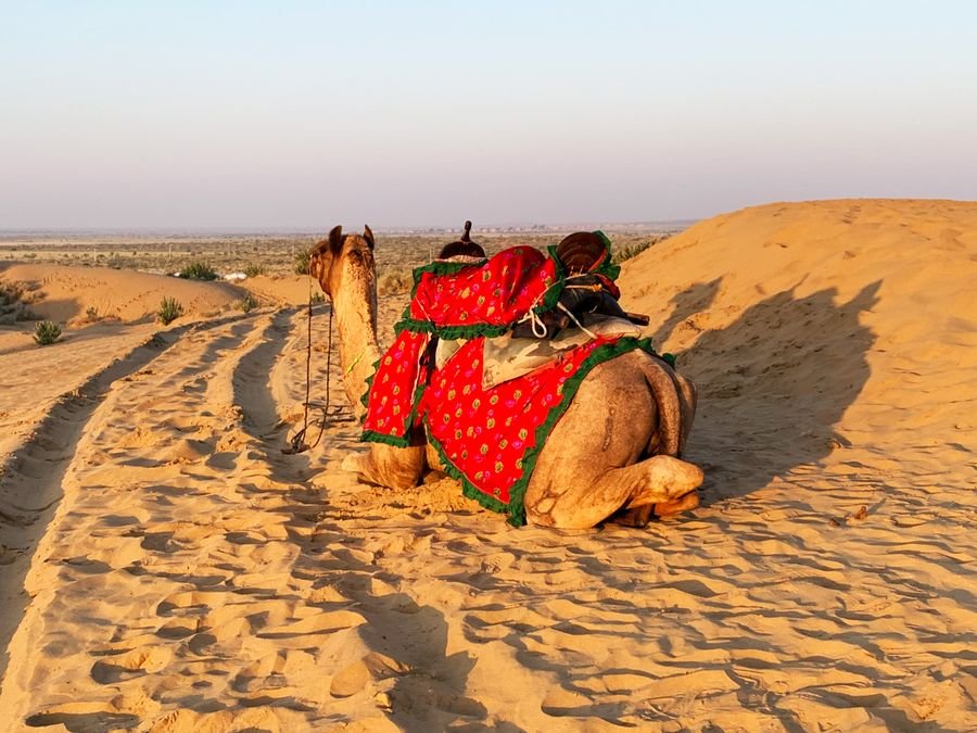 A decorated camel resting on desert dunes in Rajasthan