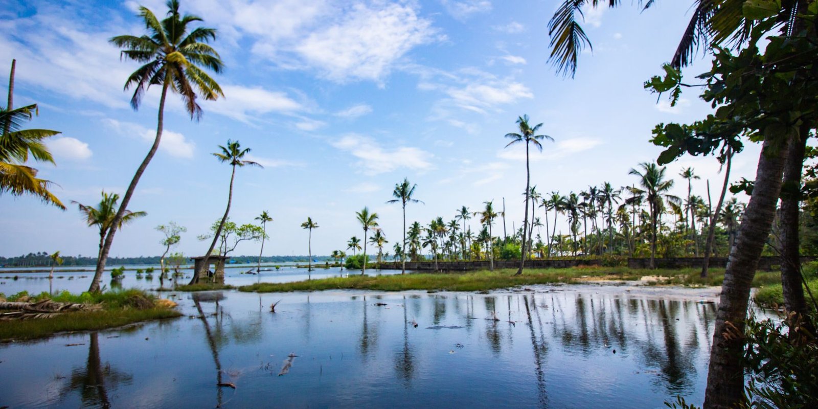 Palms along the edge of the Kerala backwaters