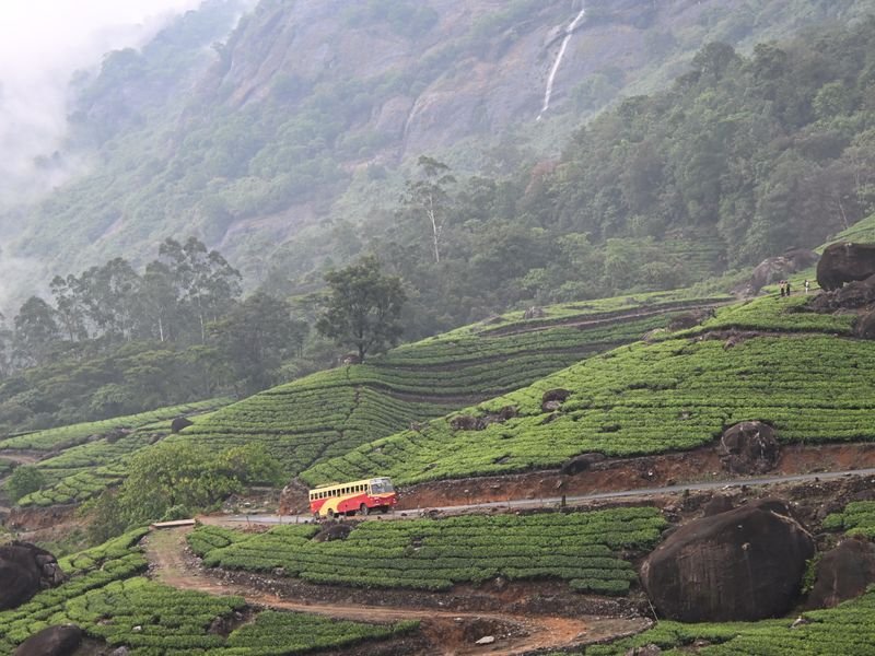 Tea plantations covering the hills of Kerala