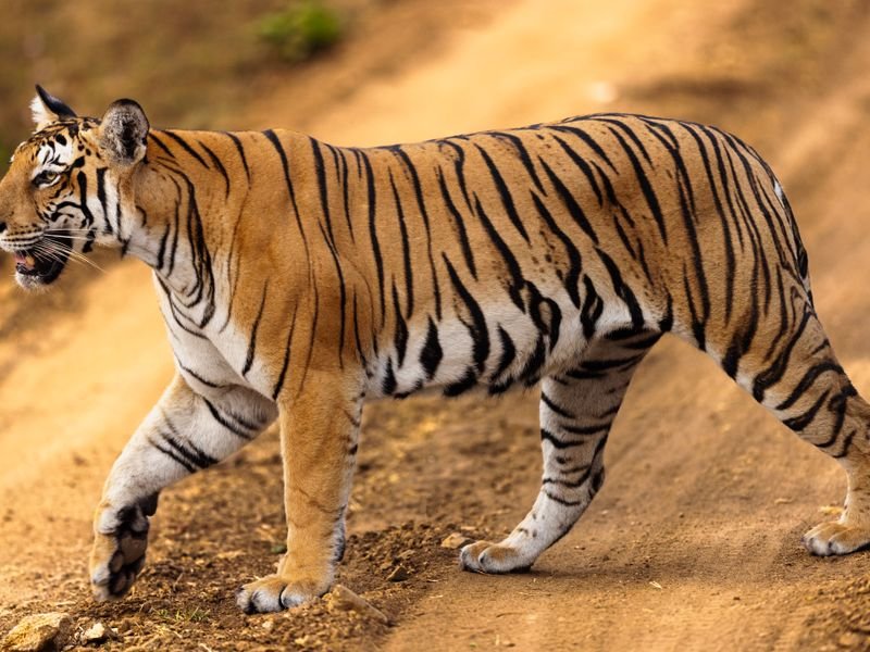 A Bengal tiger walking along a track
