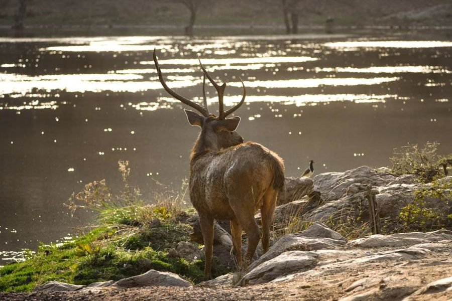 A sambar deer standing at the edge of a lake