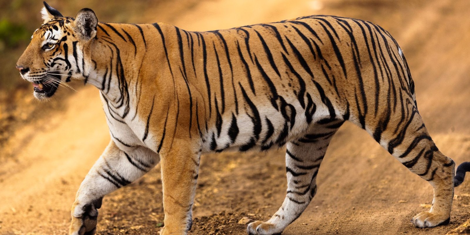 A Bengal tiger walking across open ground