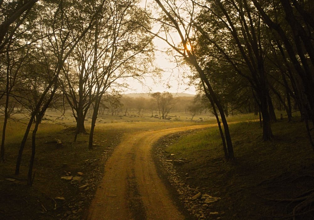 A dirt forest track at first light