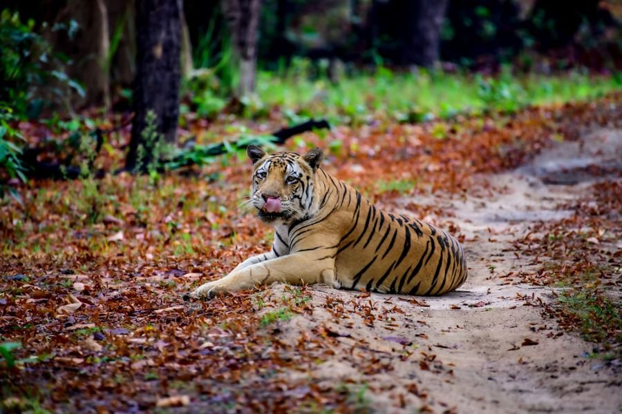 A tiger resting among dry leaves in the forest